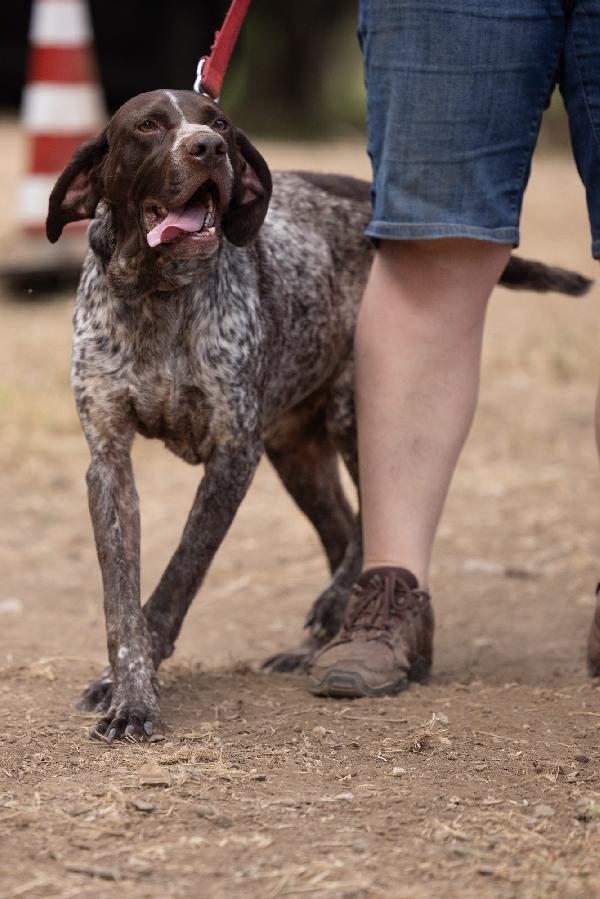 Igor Splendido Giovane Bracco Tedesco Cerca Famiglia  Foto 8
